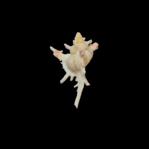 BC032 Chicoreus boucheti - RARELY OFFERED