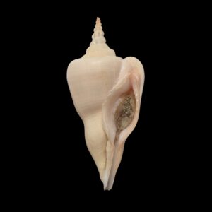 BC042 Cyrtulus serotinus w/o - LARGE and HEAVY