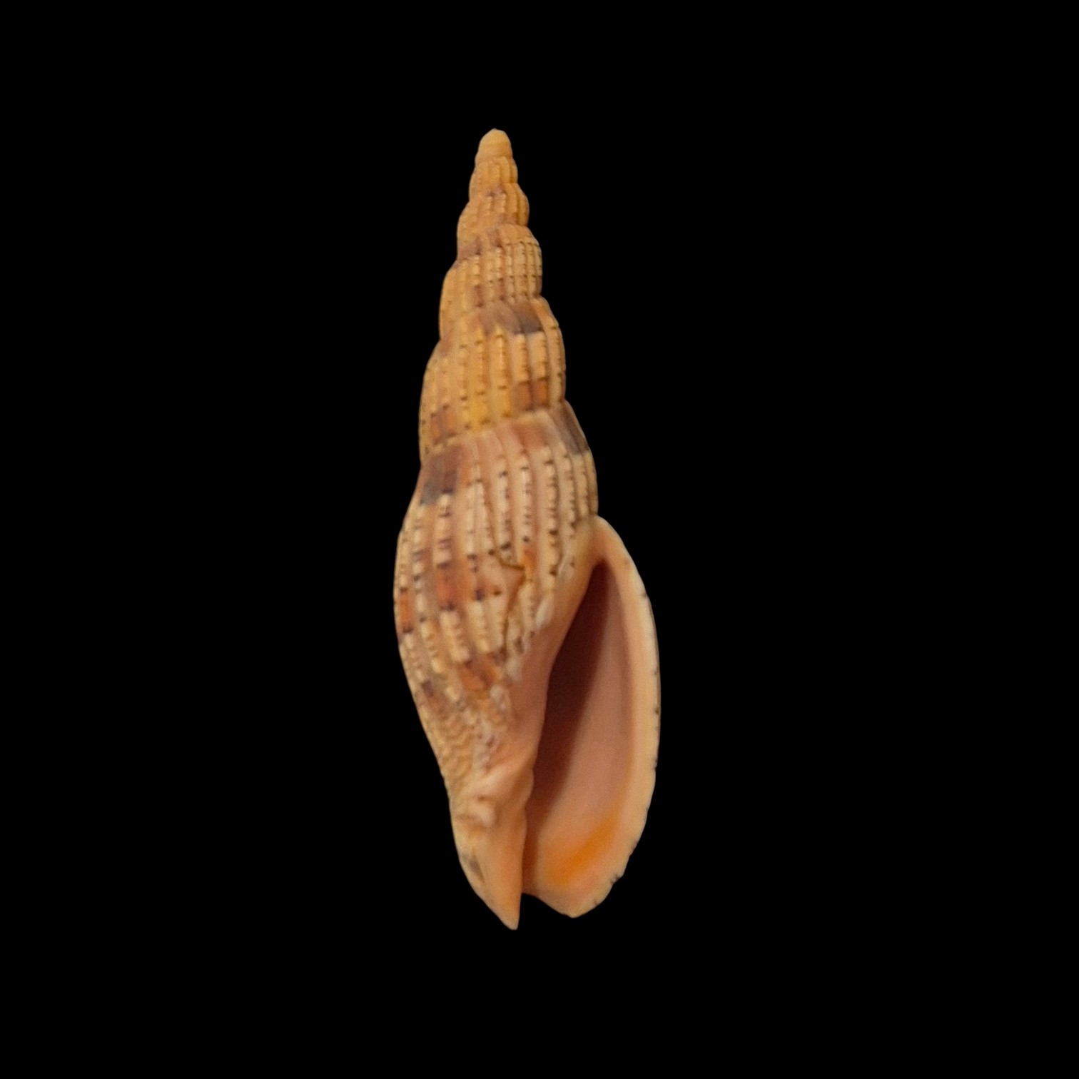 BC053 Lyria lyraeformis - SELECTED - Image 2
