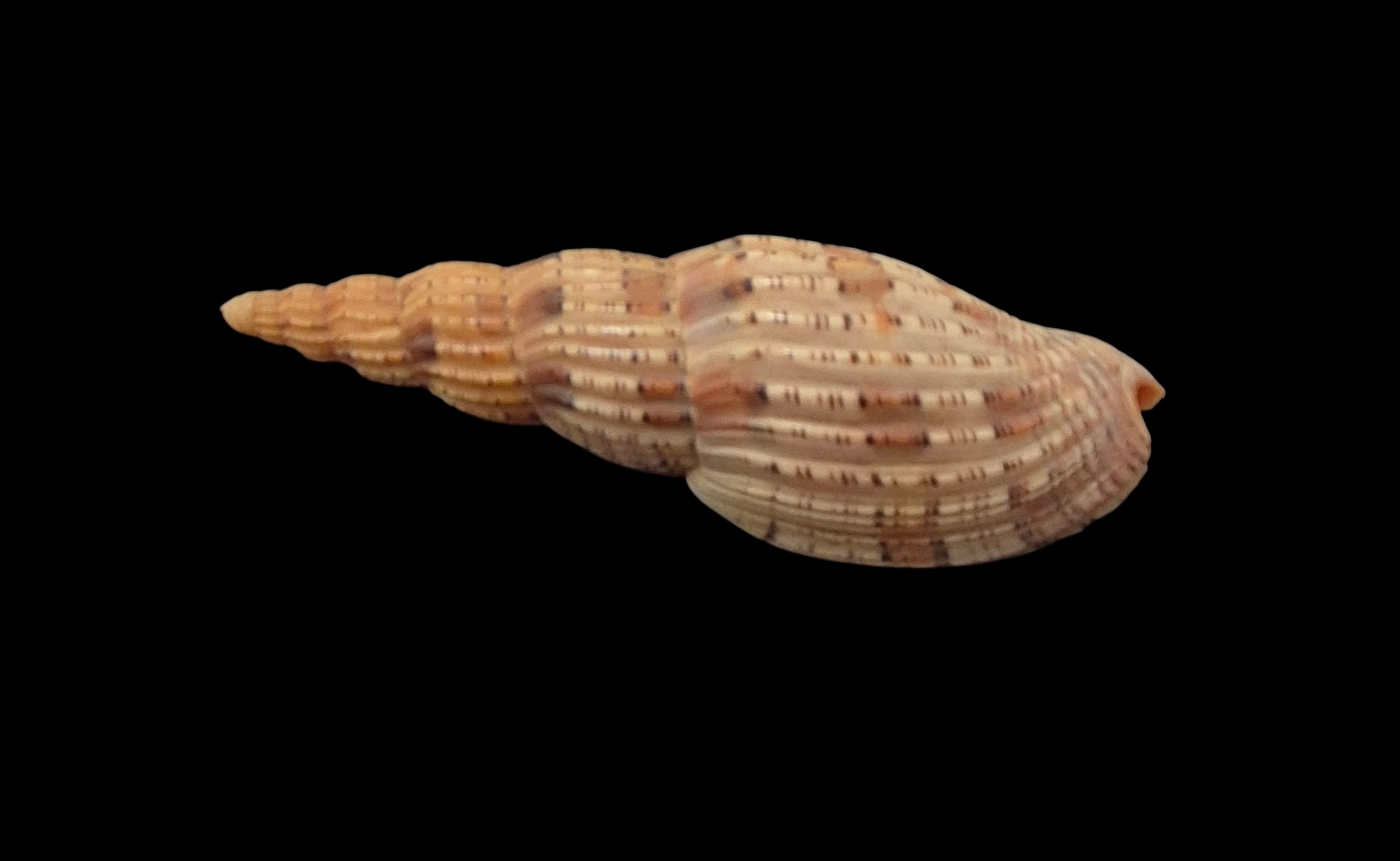 BC053 Lyria lyraeformis - SELECTED - Image 3