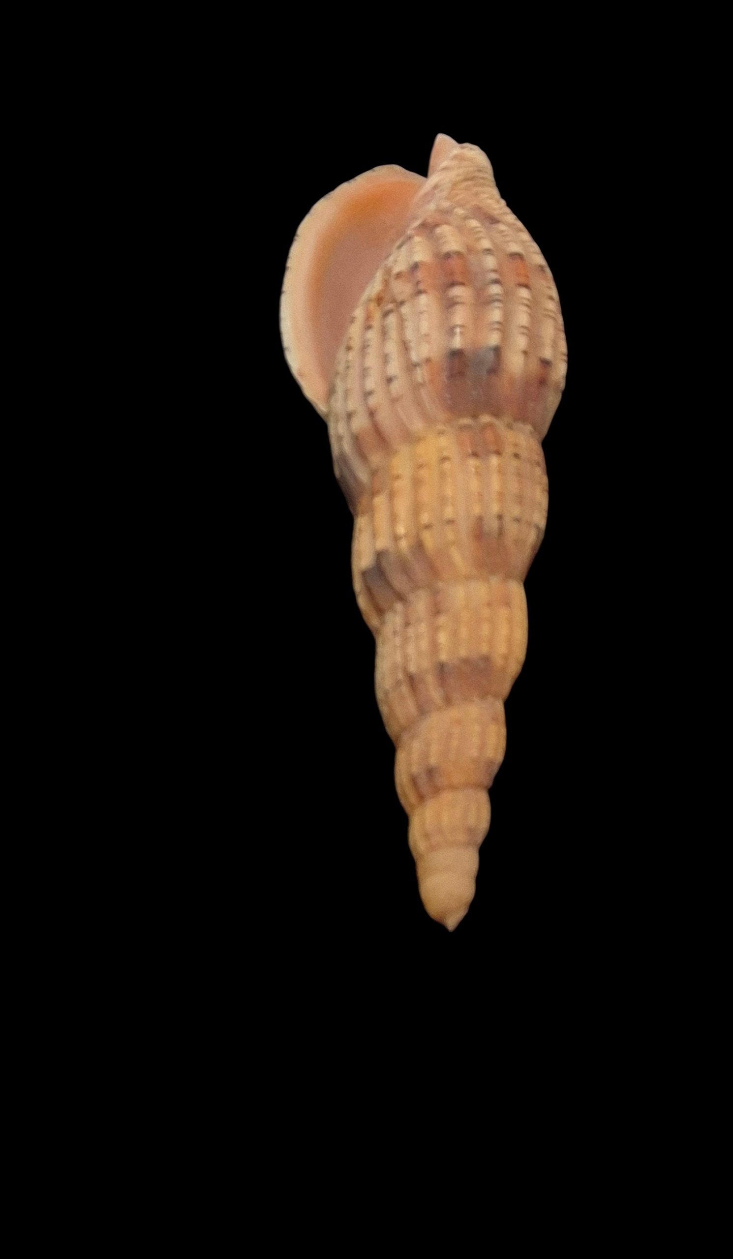 BC053 Lyria lyraeformis - SELECTED - Image 4
