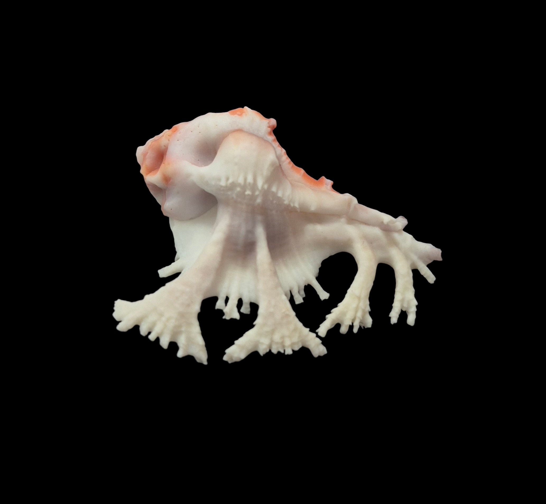 BC073 Homalocantha pele w/o - RED BEAUTY - Image 3