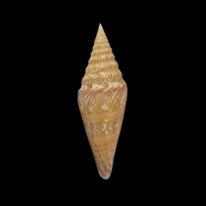 BC084 Conus excelsus - CLASSIC BEAUTY