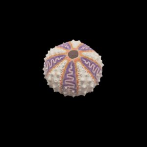 BC110 Coelopleurus exquisitus - TOP RARE from DEEP WATER