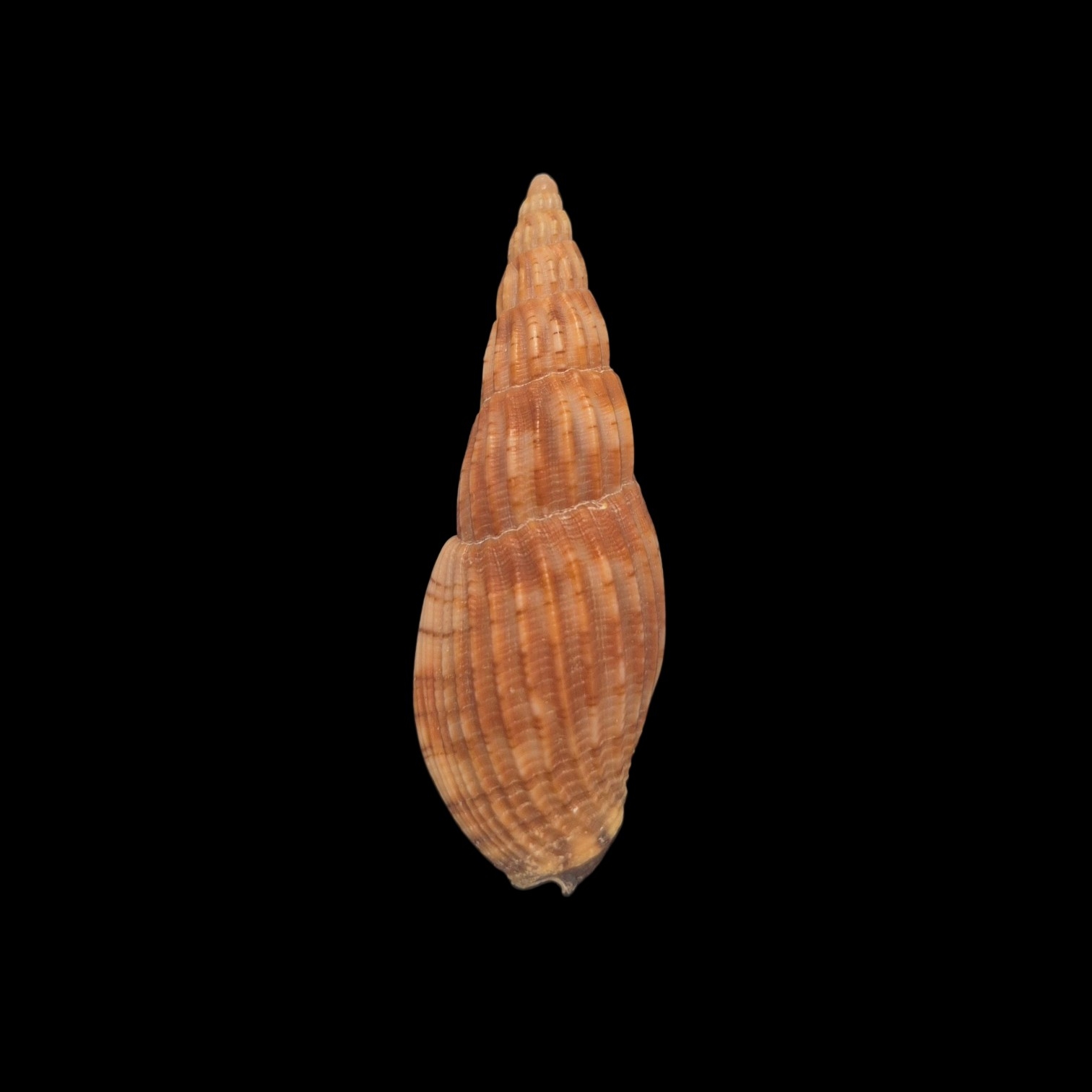 BC130 Lyria solangeae