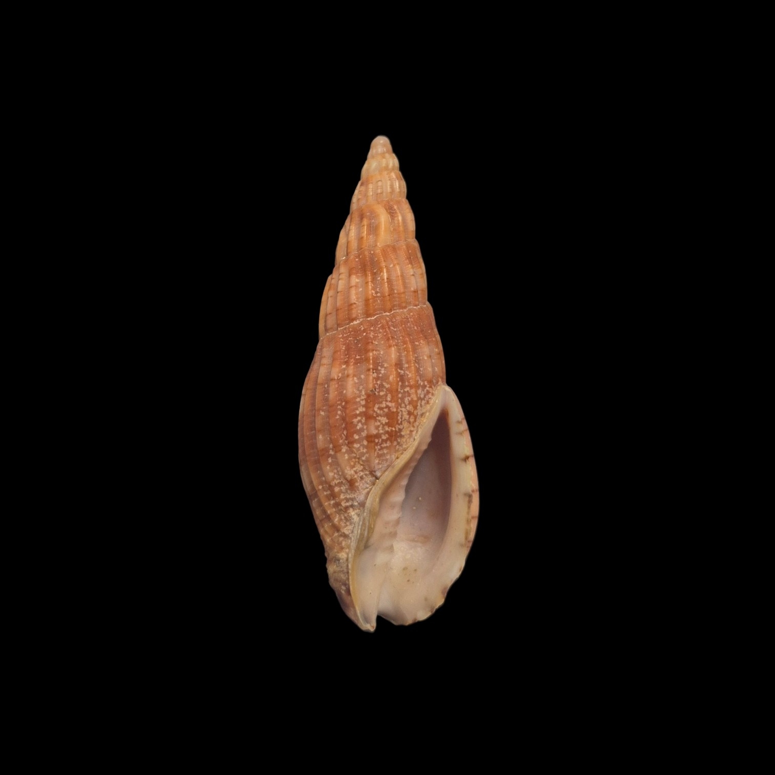 BC130 Lyria solangeae - Image 2