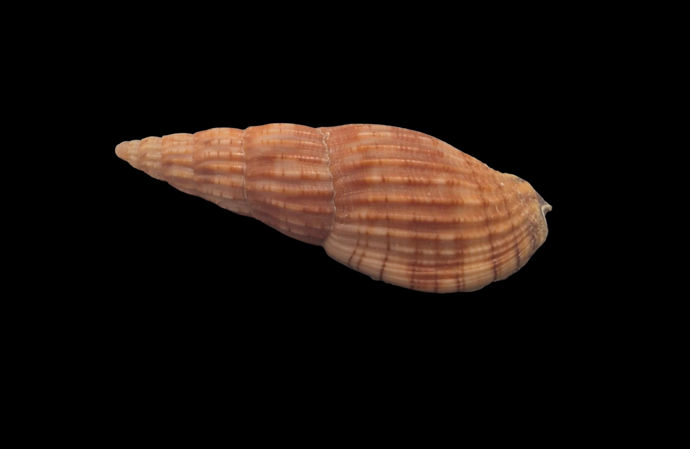 BC130 Lyria solangeae - Image 3