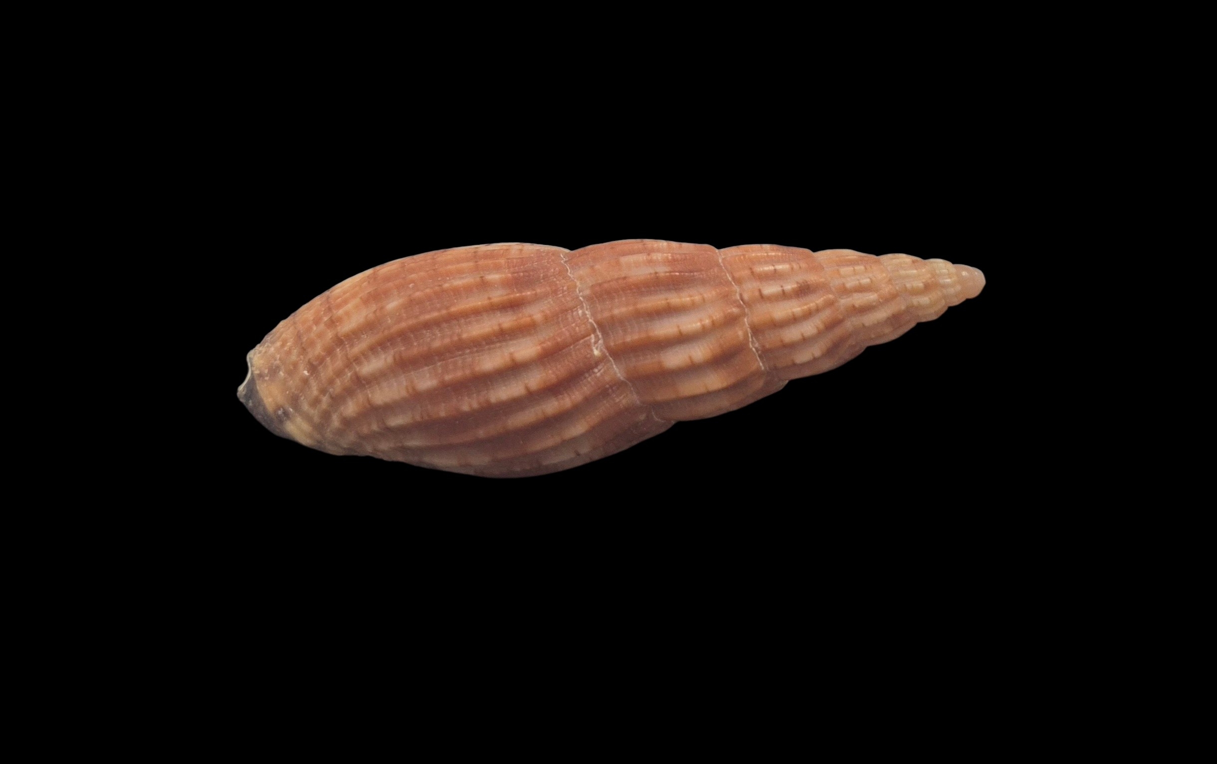 BC130 Lyria solangeae - Image 4