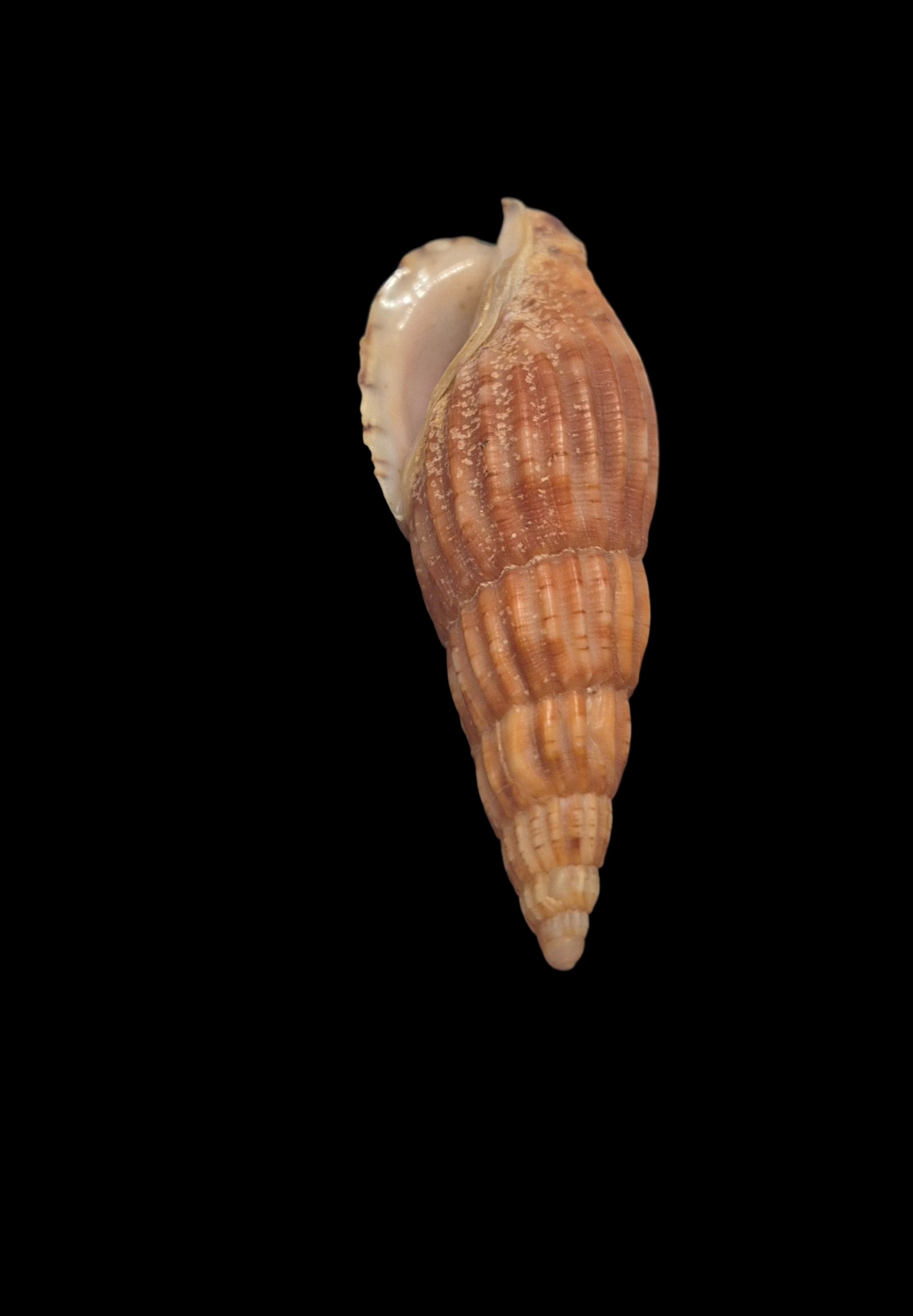 BC130 Lyria solangeae - Image 5