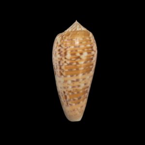 BC108 Conus dusaveli - SELECTED
