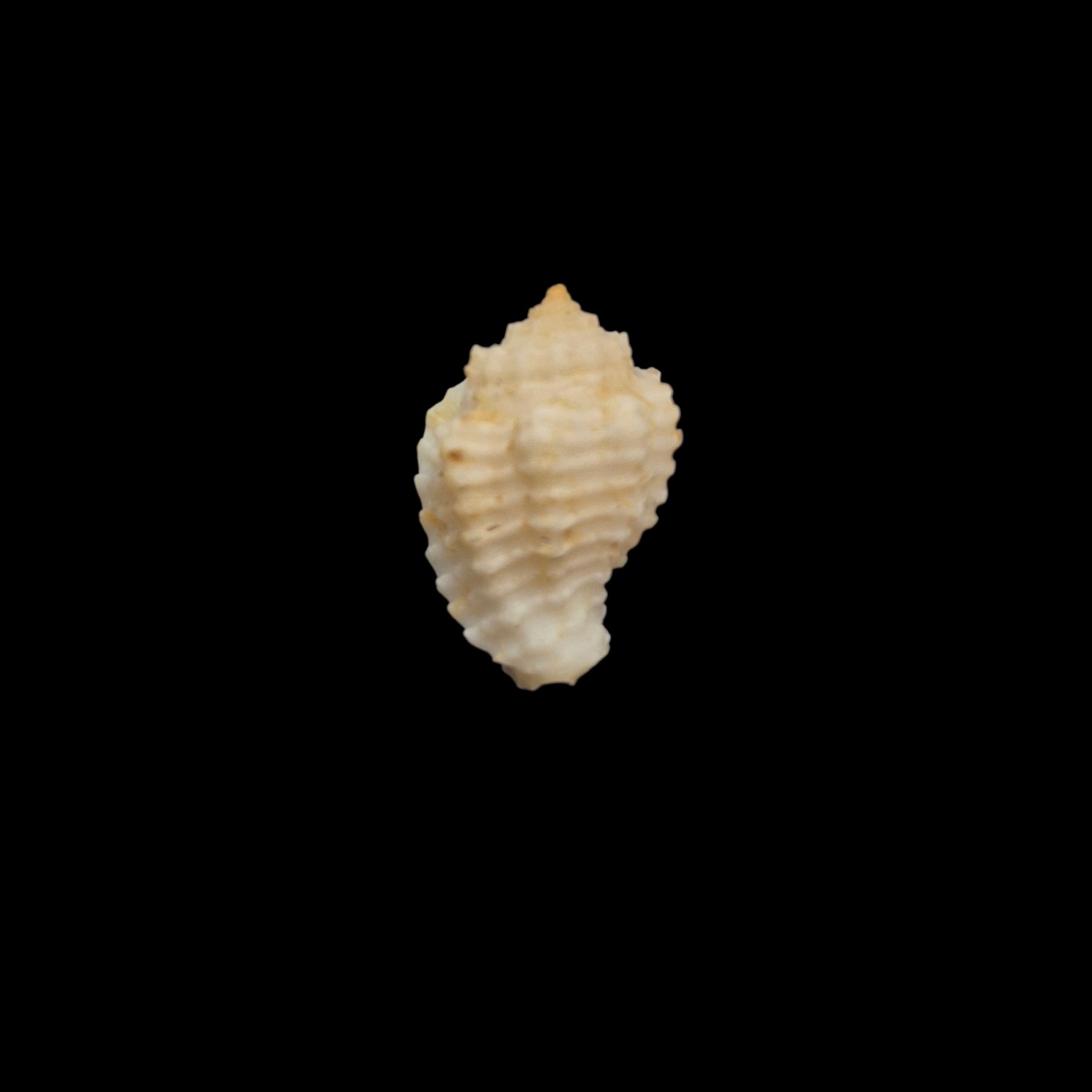 BC171 Morum kurzi - SELDOM OFFERED