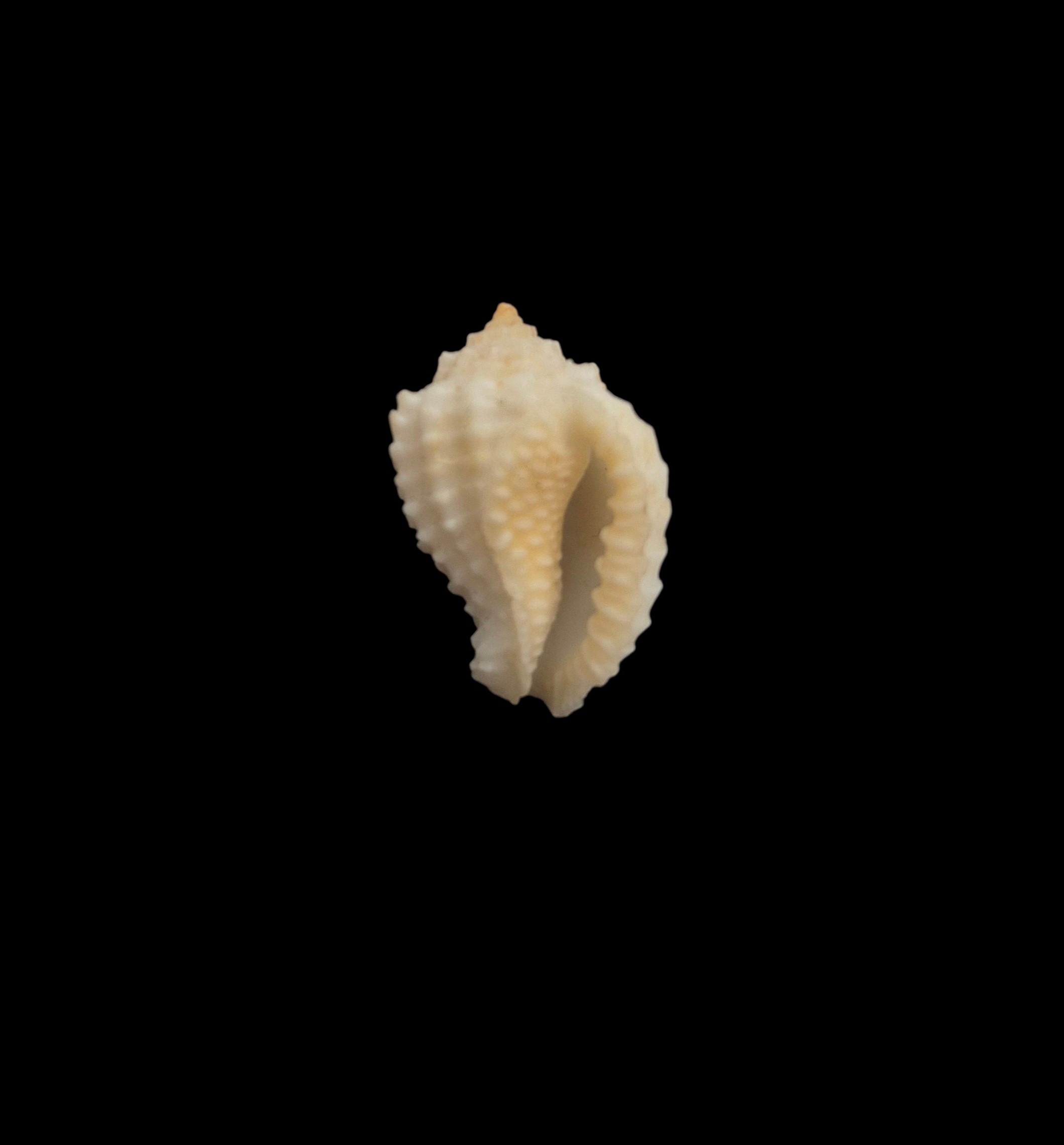 BC171 Morum kurzi - SELDOM OFFERED - Image 2