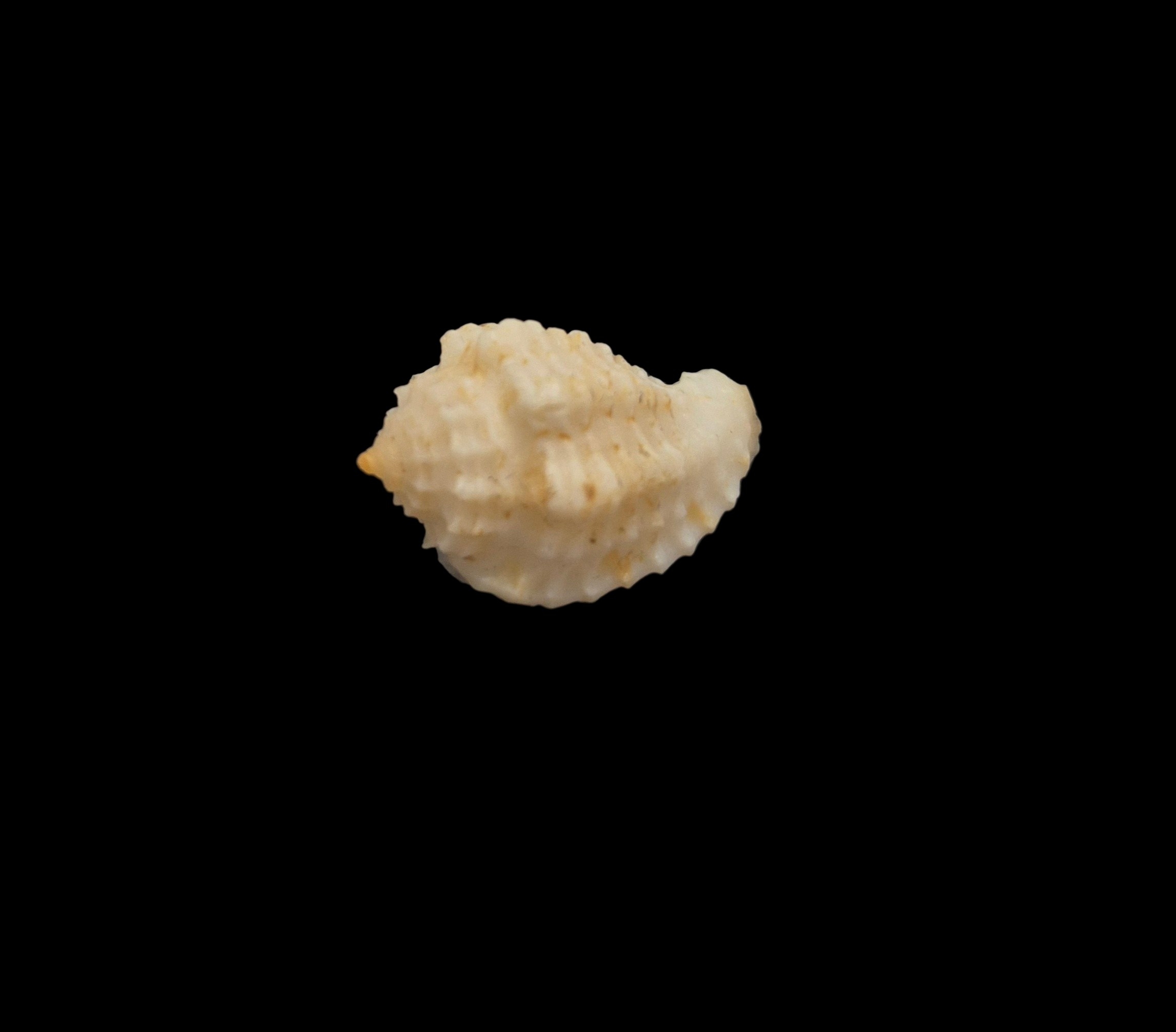 BC171 Morum kurzi - SELDOM OFFERED - Image 3