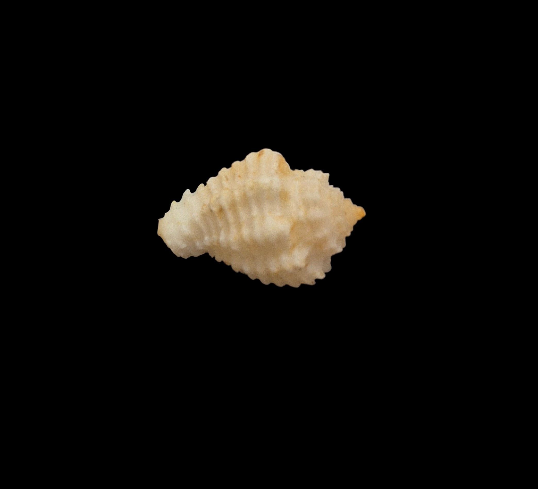 BC171 Morum kurzi - SELDOM OFFERED - Image 4