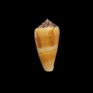 BC222 Conus alexisallaryi