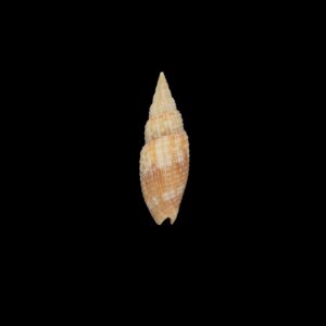 BC206 Neocancilla arenacea