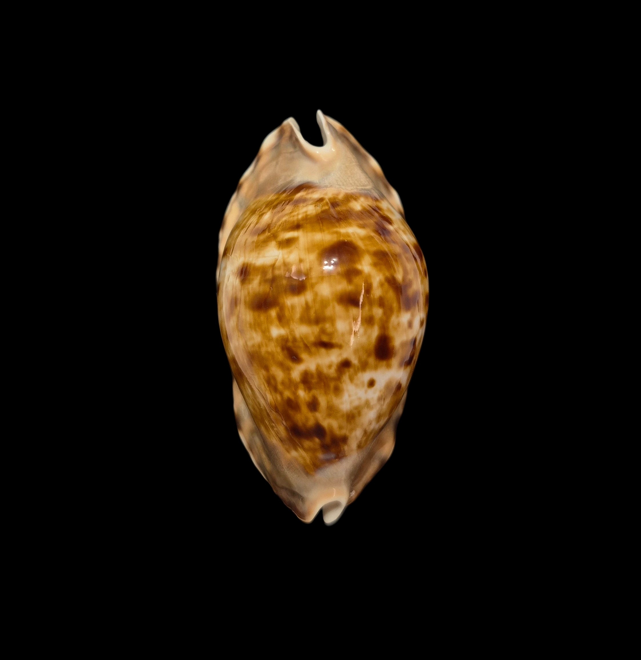 BC289 Zoila marginata f. consueta - SELECTED - Image 2