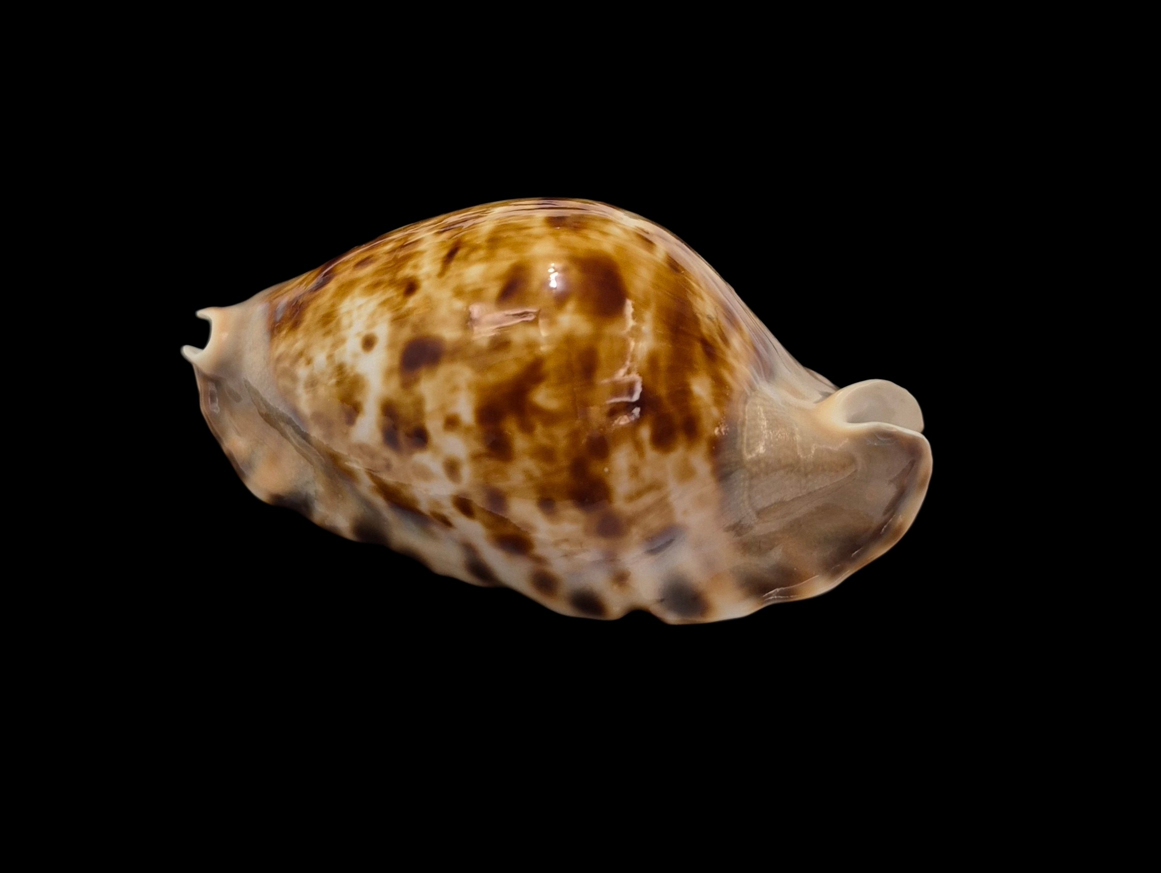 BC289 Zoila marginata f. consueta - SELECTED - Image 3