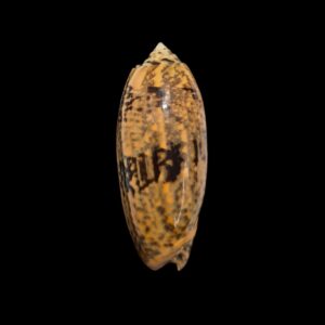 BC287  Oliva tremulina - GOOD SIZE