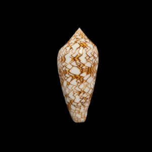BC199 Conus textile neovicarius