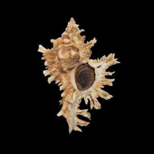 BC016 Chicoreus peledi w/o - RARE