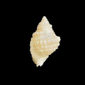 BC197 Distorsio burgessi - GREAT RARITY