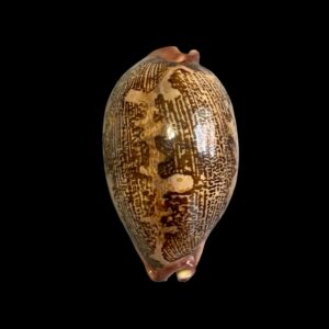 BC183 Leporycypraea rosea aliwalensis - TOP SELECTION