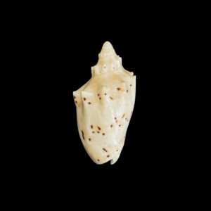 BC163 Cymbiolacca pulchra pulchra