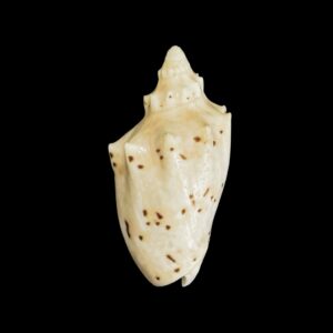 BC163 Cymbiolacca pulchra pulchra