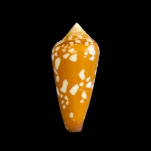 BC138 Conus crocatus - COLORFUL