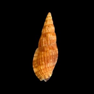 BC130 Lyria solangeae