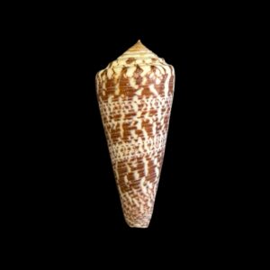 BC125 Conus thomae