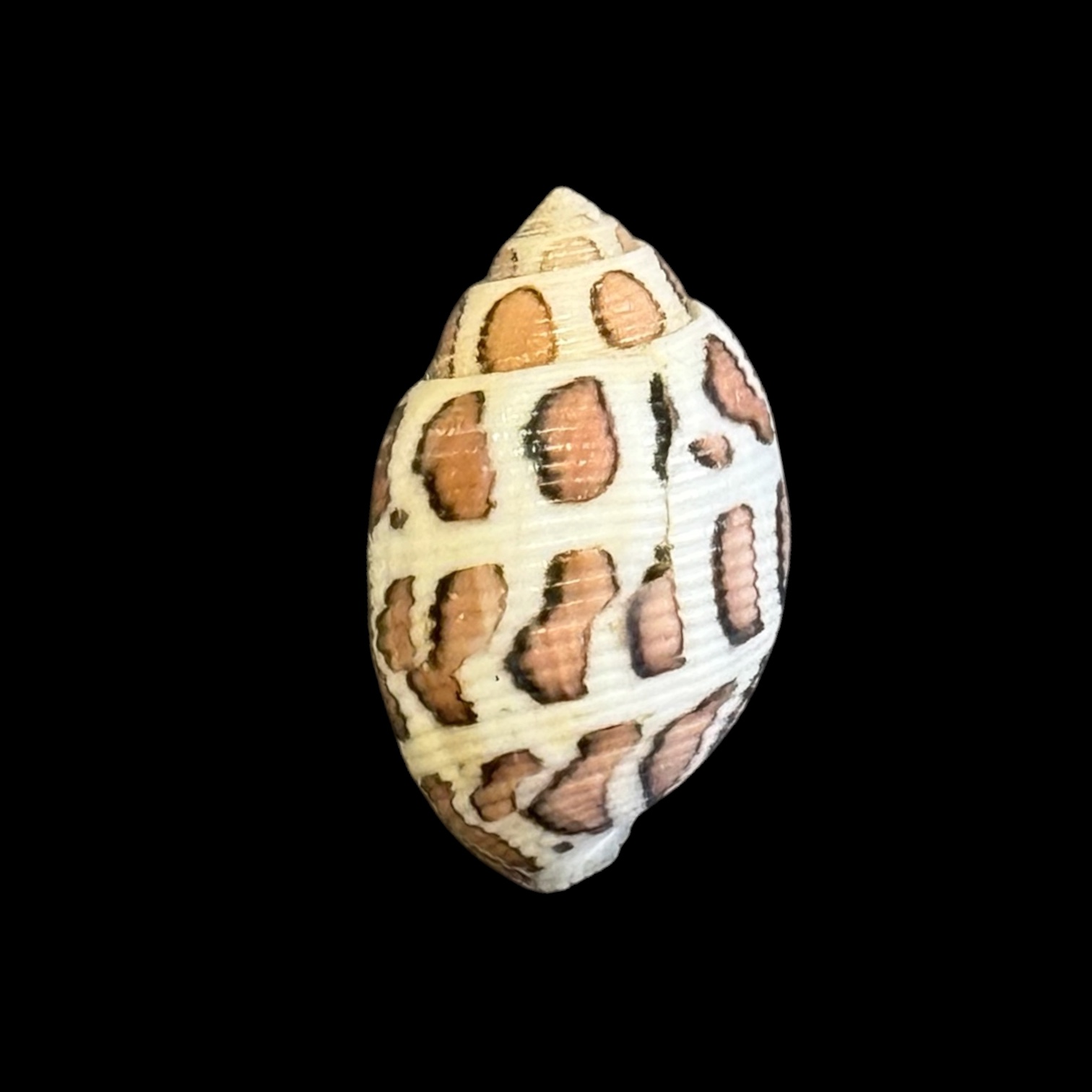 BC112 Acteon eloisae - Image 2
