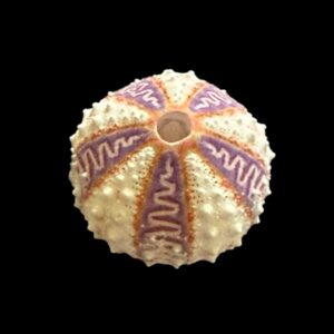BC110 Coelopleurus exquisitus - TOP RARE from DEEP WATER