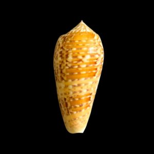 BC108 Conus dusaveli - SELECTED