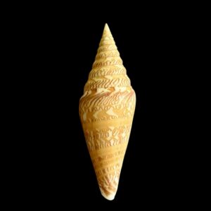 BC084 Conus excelsus - CLASSIC BEAUTY