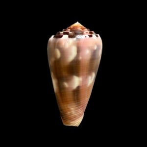 BC079 Conus gauguini - DARK BEAUTY