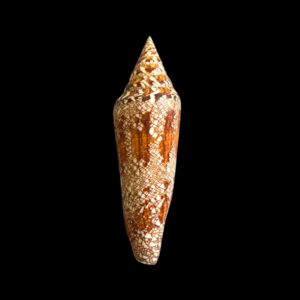BC075 Conus bengalensis - BIG SIZE