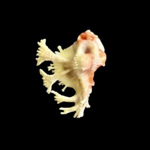 BC073 Homalocantha pele w/o - RED BEAUTY