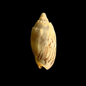 BC048 Cymbiola vespertilio - SINISTRAL