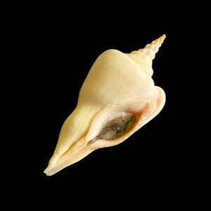 BC042 Cyrtulus serotinus w/o - LARGE and HEAVY