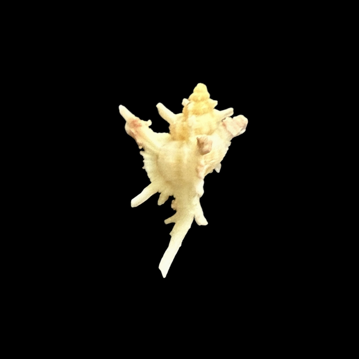 BC032 Chicoreus boucheti - RARELY OFFERED