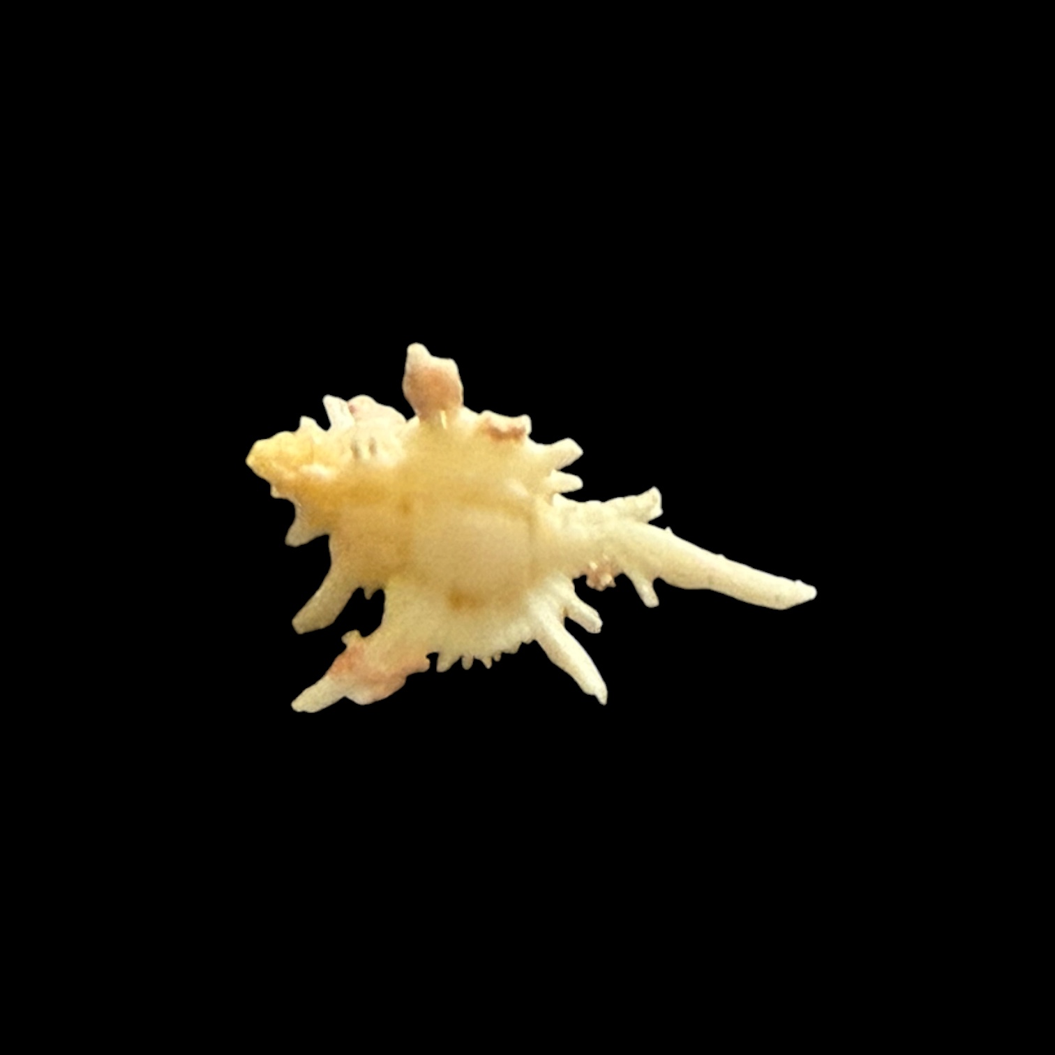 BC032 Chicoreus boucheti - RARELY OFFERED - Image 2