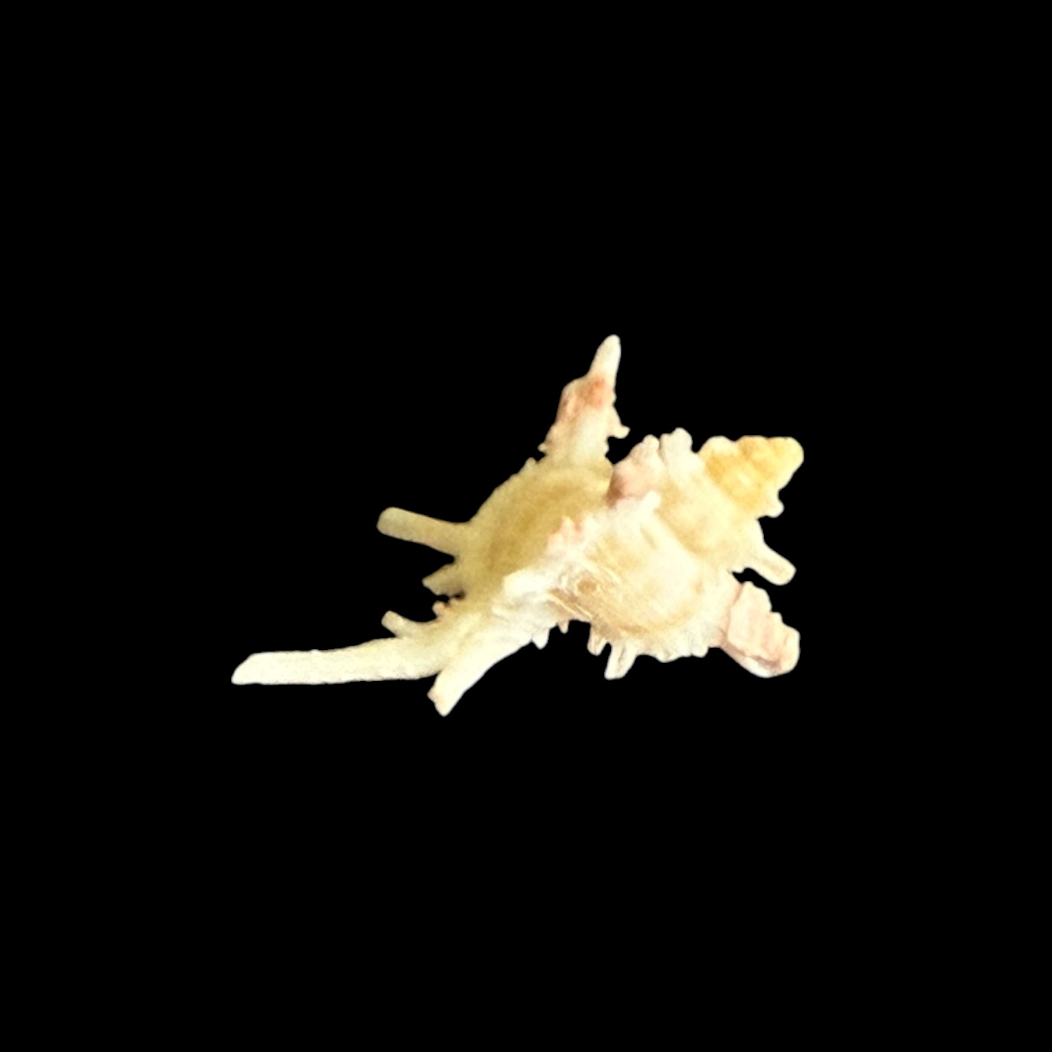 BC032 Chicoreus boucheti - RARELY OFFERED - Image 3