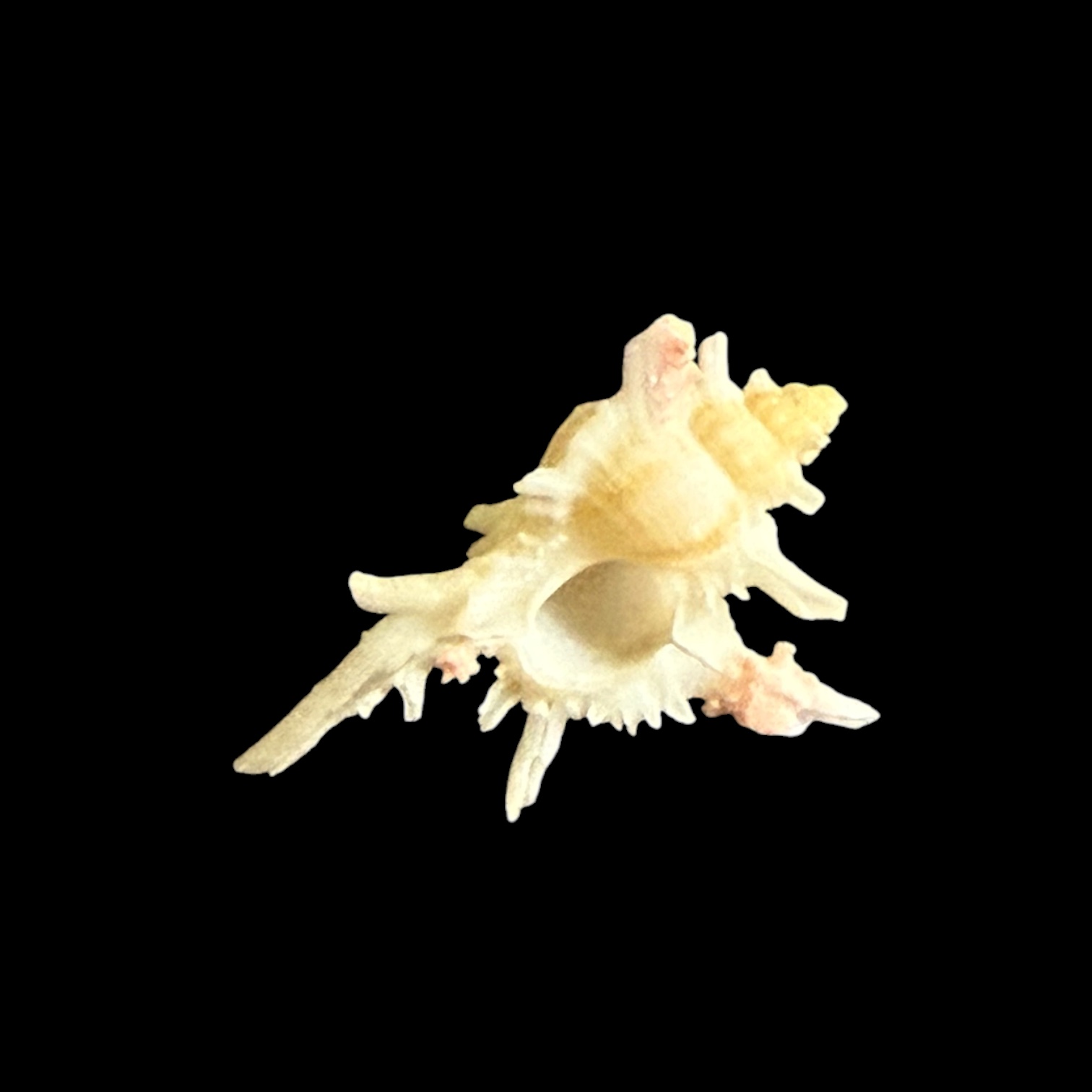 BC032 Chicoreus boucheti - RARELY OFFERED - Image 4
