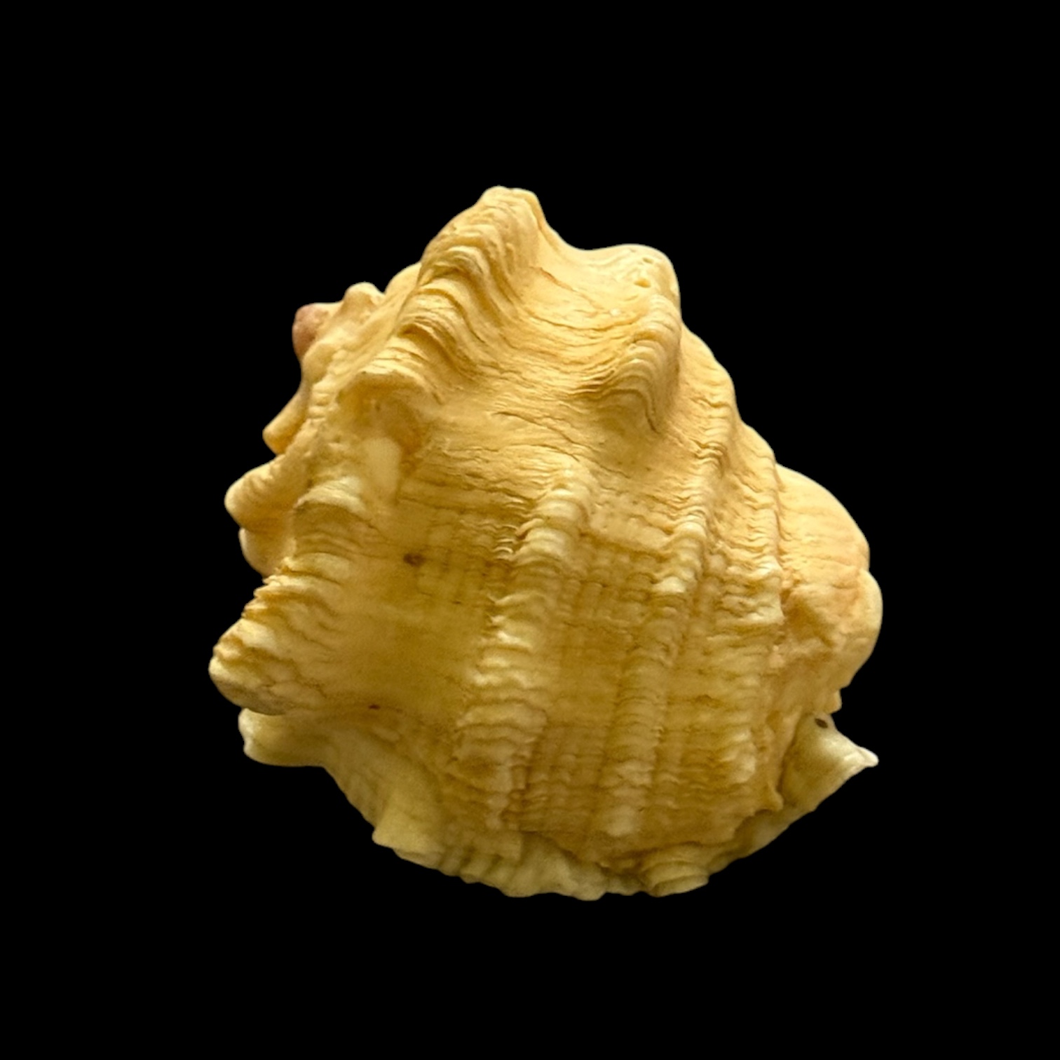 BC030 Neorapana muricata w/o - HEAVY - Image 2