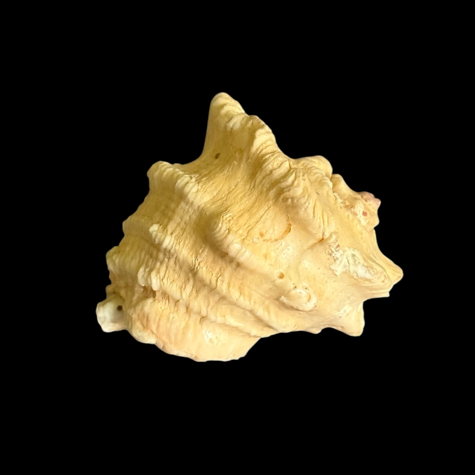 BC030 Neorapana muricata w/o - HEAVY - Image 3
