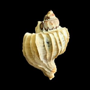 BC028 Trophon geversianus var. lamellosa - XL SIZE
