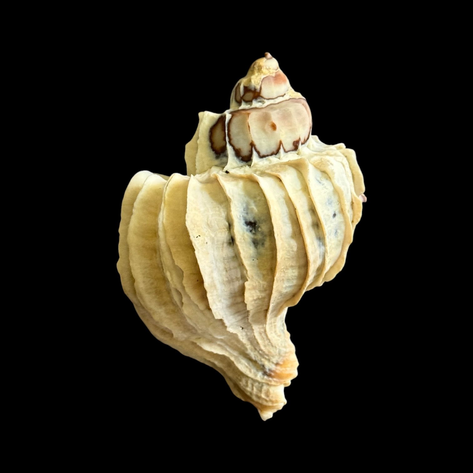 BC028 Trophon geversianus var. lamellosa - XL SIZE