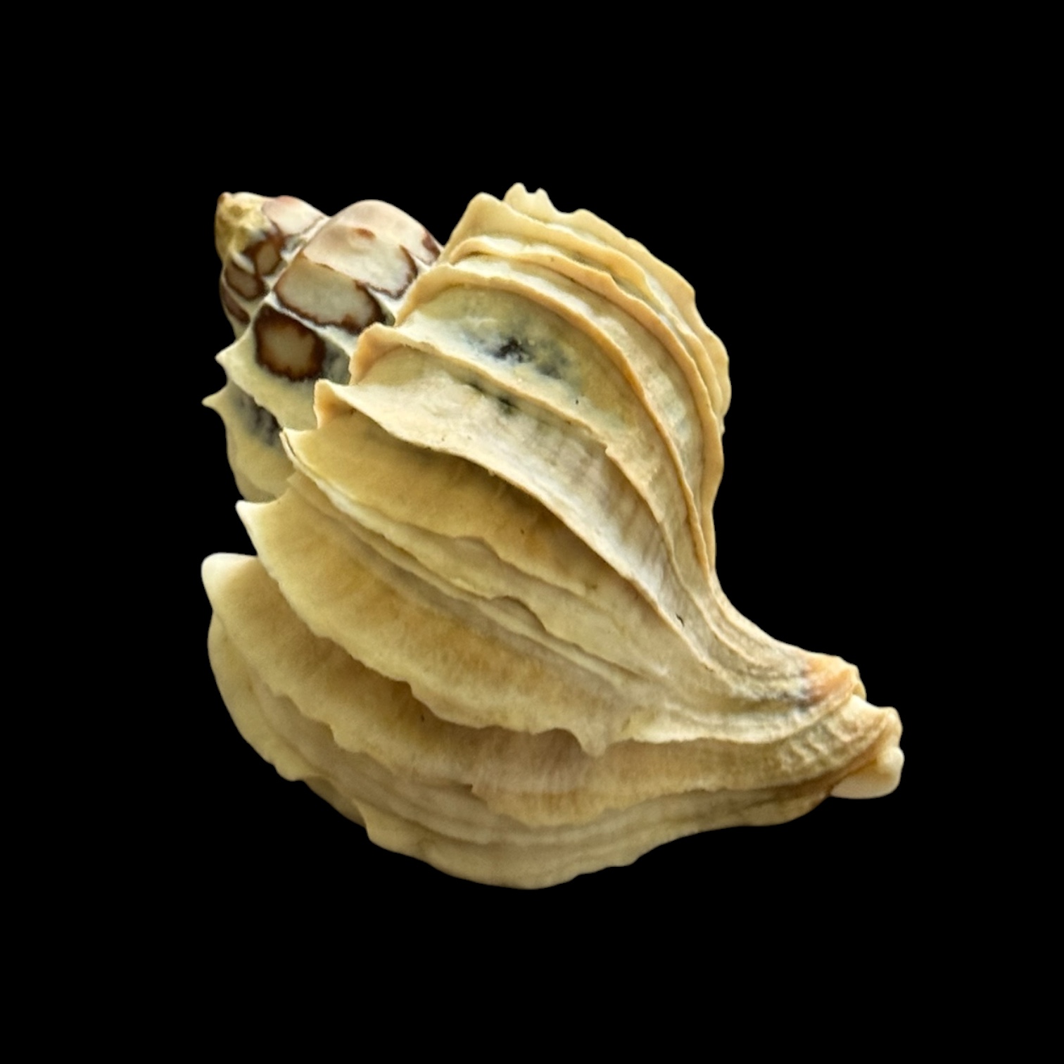 BC028 Trophon geversianus var. lamellosa - XL SIZE - Image 2